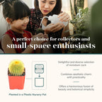 Shop Succulents | Can't Touch This Collection | Assortment of Hand Selected, Fully Rooted Live Indoor Cacti Plants, 20-Pack,