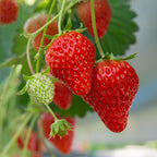 Earliglow Strawberry Plants from Hand Picked Nursery - Easy to Grow June Bearing Variety - Bare Root Strawberry Plants (10)