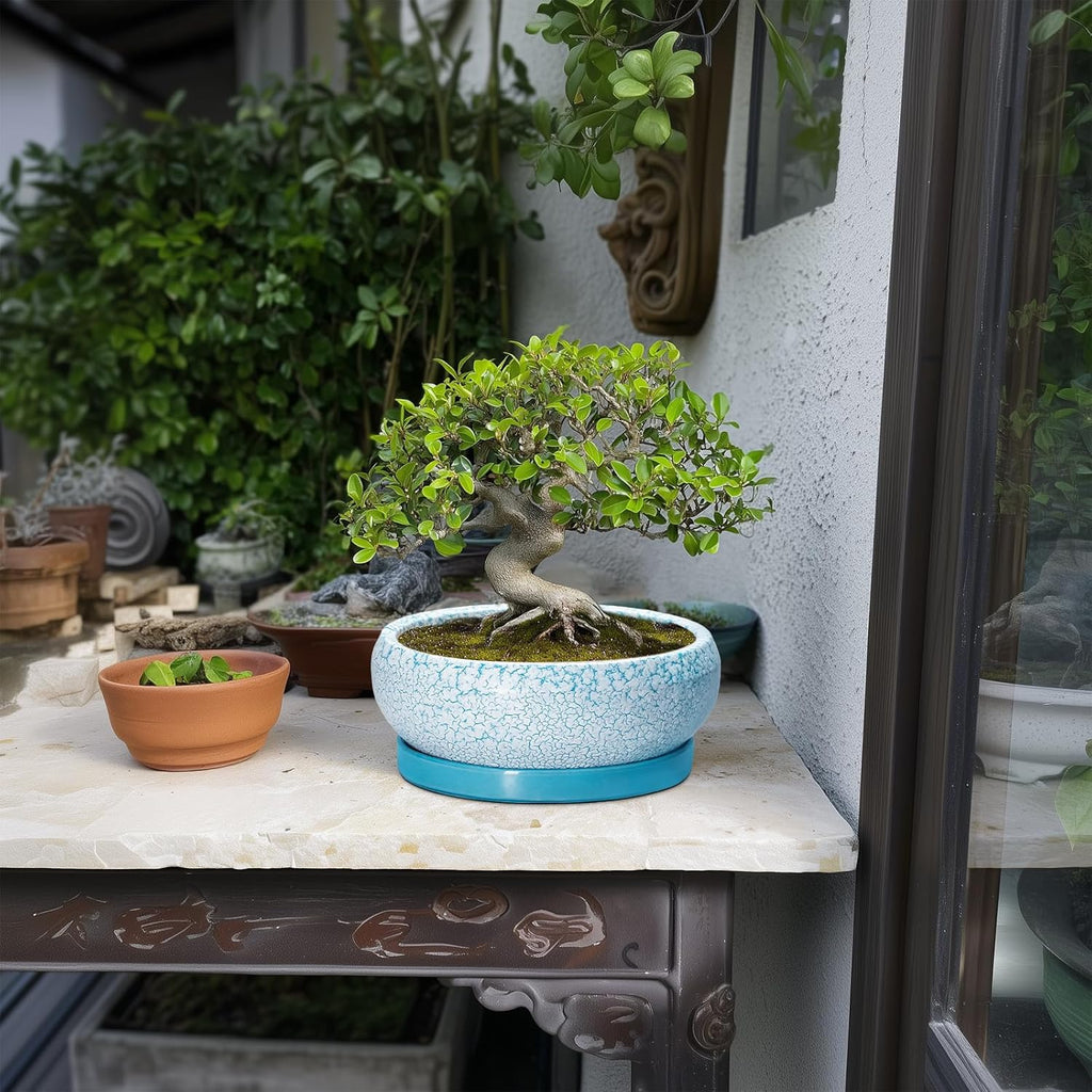 Succulent Pots 8 Inch - Ceramic Bonsai Pots with Drainage Hole and Saucer, Succulent Planters for Indoor Plants Outdoor, Round Shallow Planter Bowl, Porch Decor, Gardening Gifts, Blue