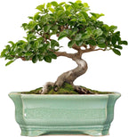 Bonsai Tree Pot 11.6 Inch - Ceramic Succulent Pots, Bonsai Planter for Indoor Outdoor, Decorative Plant Pot with Drainage Hole, Rectangular Flower Pot, Home Garden Decor, Garden Gifts, Green