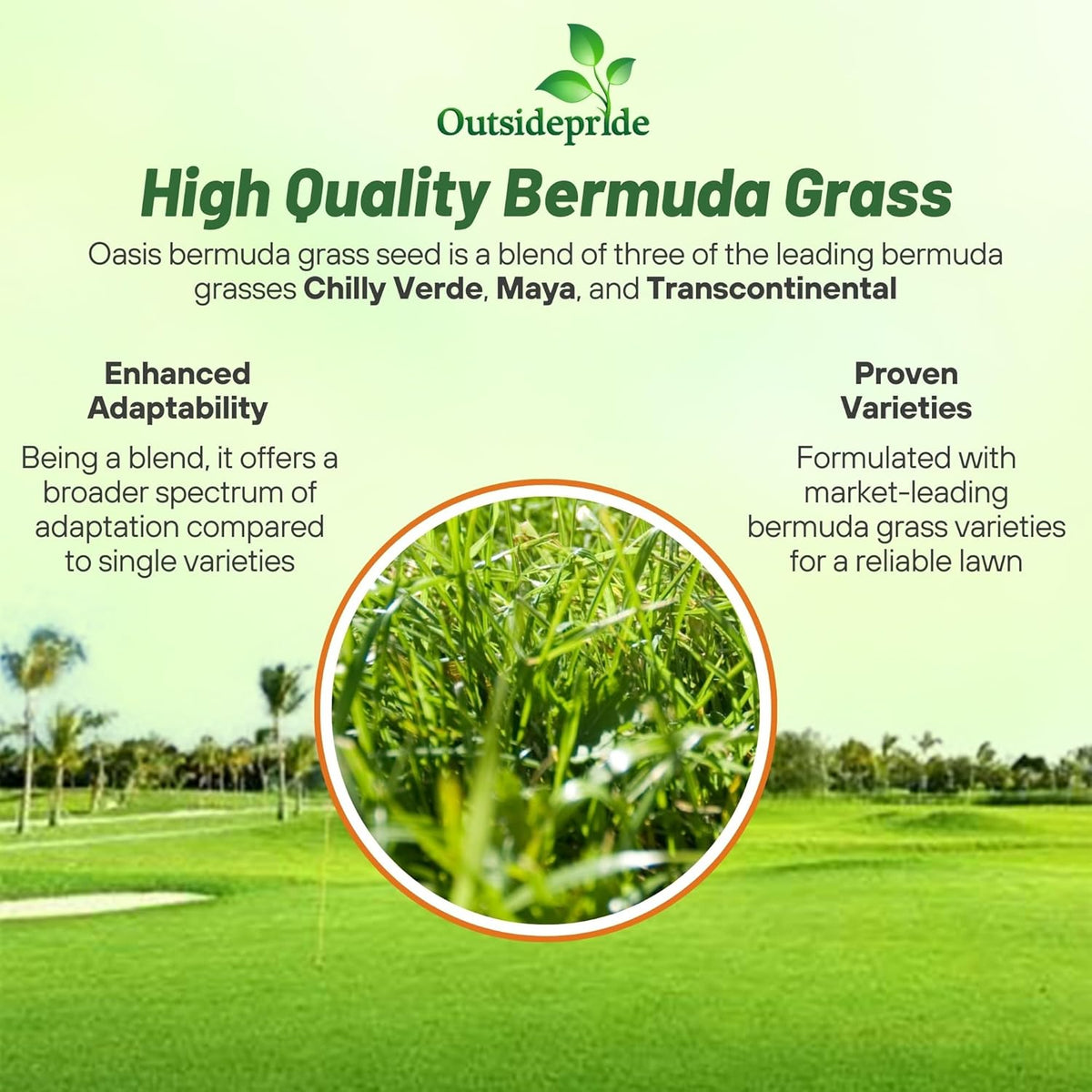 Outsidepride Oasis Bermuda Grass Seed - 50 lbs Warm Season, High Traffic, Heat Resistant, Drought-Tolerant, Low-Maintenance, Fast Growing Turf Grass for Lawn, Ideal for Sunny Areas, Thick Coverage