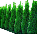 Ten Pack of Emerald Arborvitaes - Evergreen Privacy Hedge - 10 Live Plants Shipped 1 to 2 Feet Tall by DAS Farms (No California)