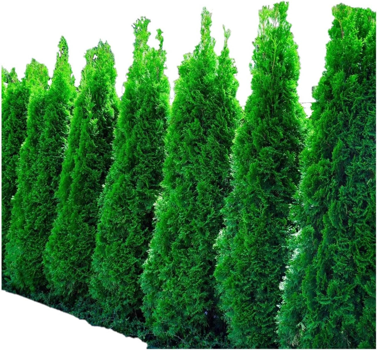Ten Pack of Emerald Arborvitaes - Evergreen Privacy Hedge - 10 Live Plants Shipped 1 to 2 Feet Tall by DAS Farms (No California)