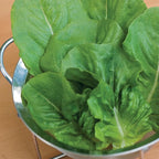 Burpee 'Little Caesar' Lettuce Seeds - 680mg Non-GMO Lettuce Head Seeds - Burpee Exclusive, Heirloom, Container Friendly, Vegetable Garden Planting, Easy Grow Lettuce (Lettuce, Little Caesar)