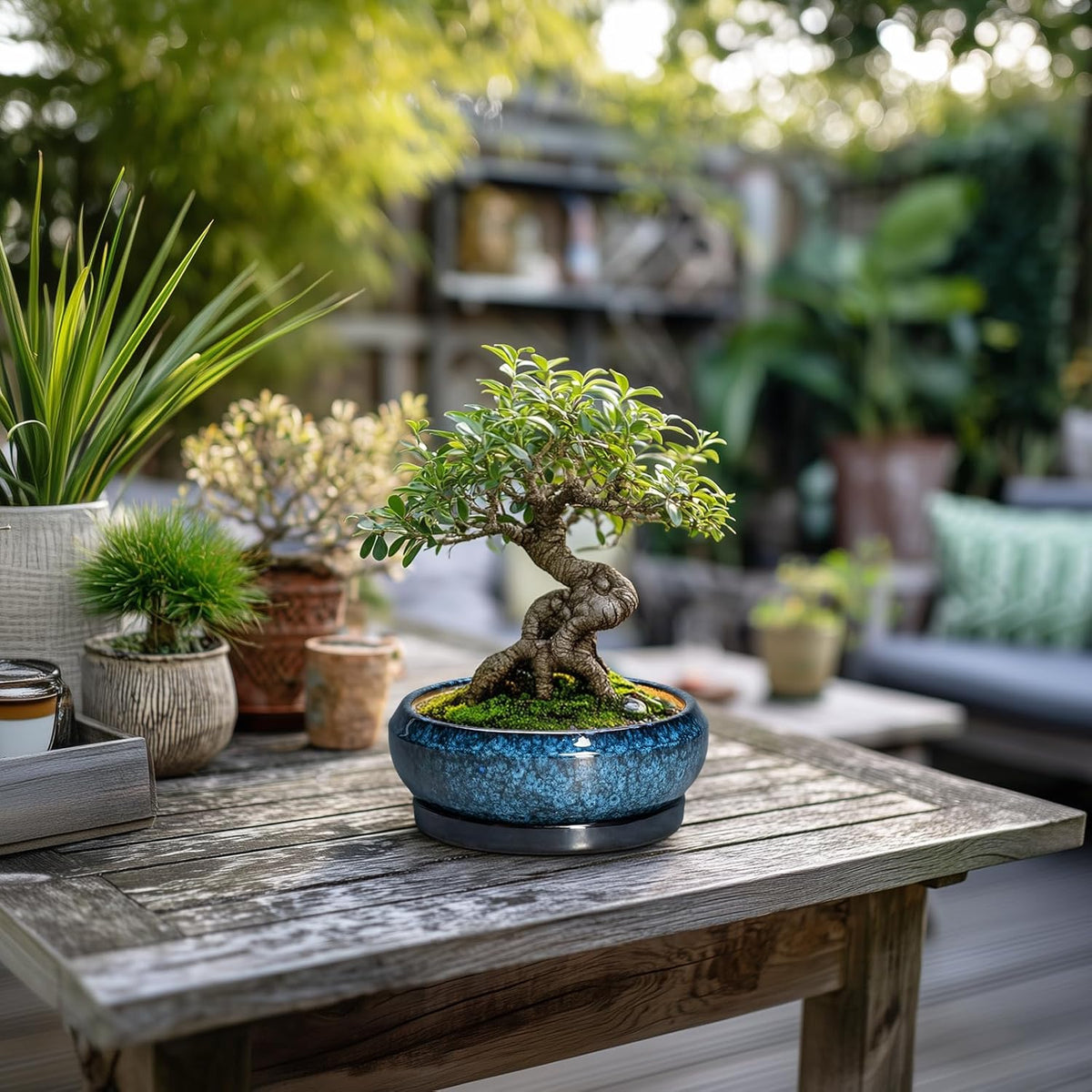 Succulent Pots - 6 Inch Ceramic Bonsai Pots with Drainage Hole and Saucer, Shallow Planter for Indoor Outdoor, Round Succulent Planter, Cactus Pot, Office Decor, Gifts for Plant Lovers, Blue