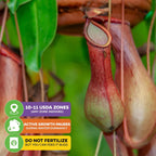Lady Luck Carnivorous Pitcher Plant - Wellspring Gardens Starter Plant - Nepenthes Ampullaria x Ventricosa - Wellspring Gardens Live Tropical Carnivorous Houseplant