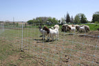 Starkline 35"x164' Electric Netting All-in-One Solar Kit for Goats, Sheep, Gardens, Beehives, Dogs, and More for Backyards, Homesteads, Farms and Ranches