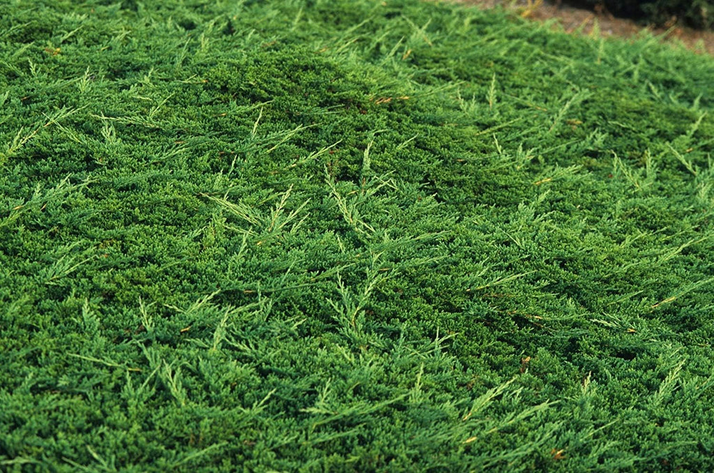 Prince of Wales Juniper - 50 Live Plants - Drought Tolerant Cold Hardy Evergreen Ground Cover