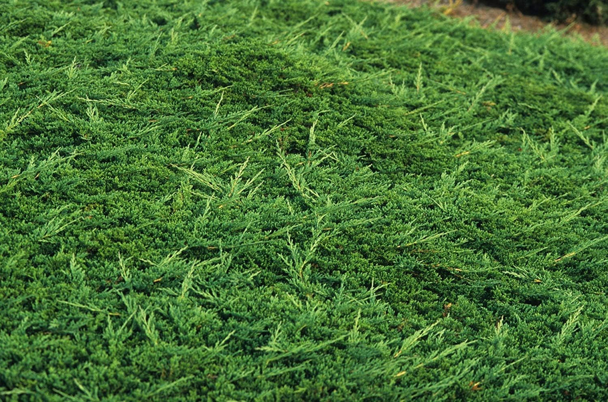 Prince of Wales Juniper - 30 Live Plants - Drought Tolerant Cold Hardy Evergreen Ground Cover
