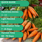 Woods Creek Seeds: Scarlet Nantes Carrot Seeds for Planting - Over 2,800 Heirloom Carrot Seed Pack - Non-GMO Carrots Seeds for Planting Outdoors or Indoors - Beginner Friendly Vegetable Gardening