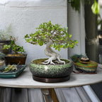 Bonsai Pots 10 Inch - Ceramic Pots for Plants Indoor Outdoor, Succulent Pot with Drainage Hole and Saucer, Large Bonsai Planter, Round Shallow Planter, Office Decor, Gardening Gift, Green