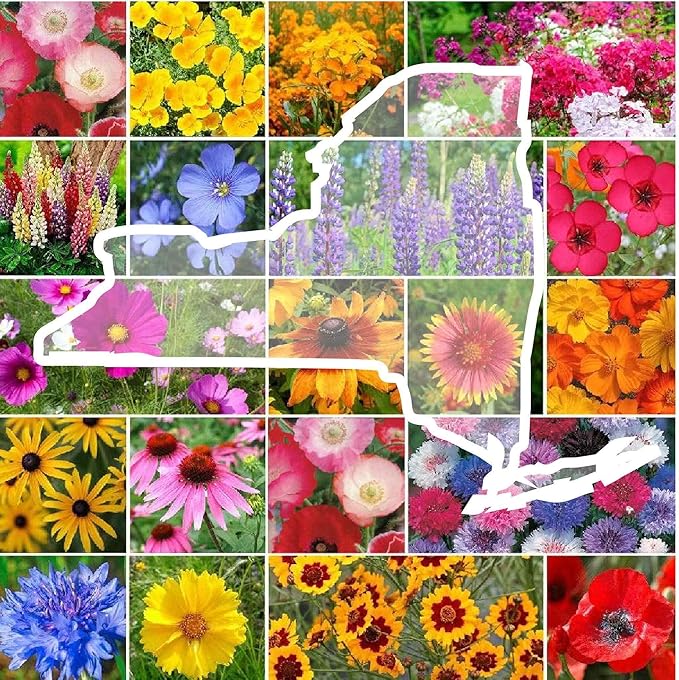 Eden Brothers New York Wildflower Mixed Seeds for Planting, 1/4 lb, 120,000+ Seeds with Coneflower, Cosmos | Attracts Pollinators, Plant in Spring or Fall, Zones