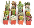 Shop Succulents Premium Live Mini Cactus and Succulent Plants in 2" Pots, Easy Care Indoor or Outdoor Gardening, Terrariums, Favors, & Contemporary Spaces with Hardy, Resilient Varieties, Pack of 40