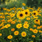 Ferry-Morse Yellow Mix Bulk Flower Seeds, 1lb