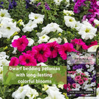 Sow Right Seeds - Dwarf Mixed Petunia Seeds to Plant - Full instructions for Planting and Growing a Flower Garden - Non-GMO Heirloom Seeds - Annual Hanging Basket Flower - Wonderful Gardening Gift (3)