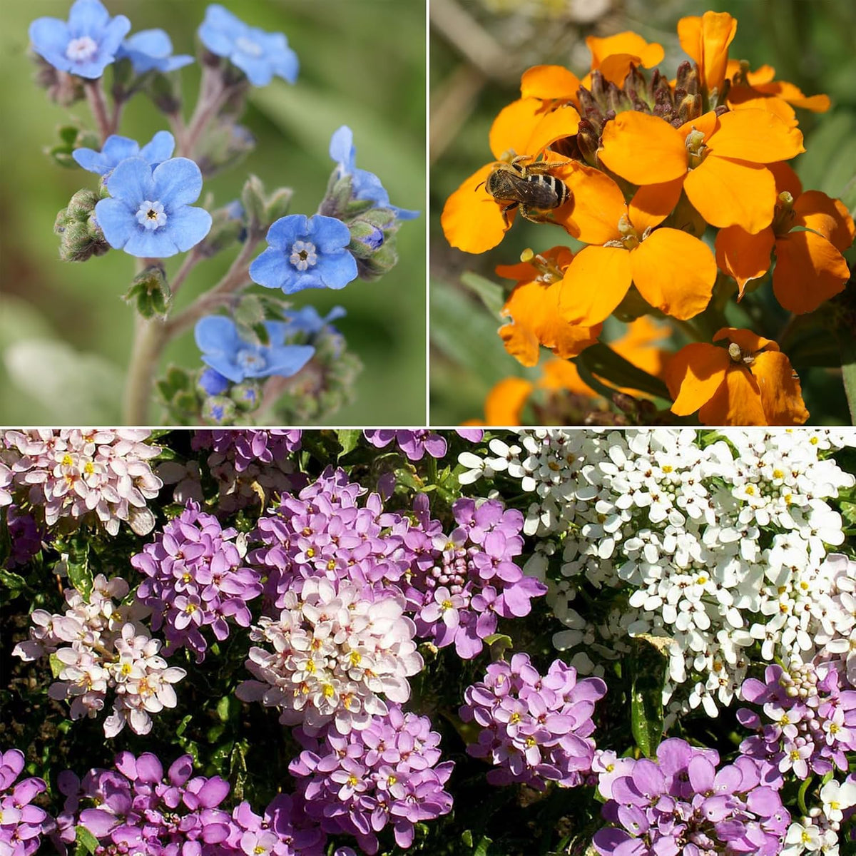 Ferry-Morse Knee-High Mix Bulk Wildflower Seeds, 1lb
