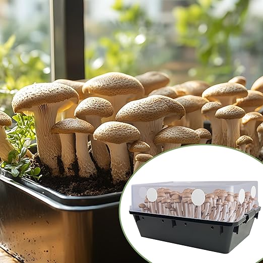 24 Pcs 2.5" Monotub Adhesive Filter Disks-2MM Thick Monotub Filter Discs-Monotub Filters for Mushroom Growing Supplies Filter Pad Replacements