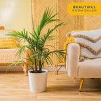 Costa Farms Majesty Palm Live Plant, Spring Decor, Giftable Plant Item, Indoor and Outdoor Live Palm Tree, Potted in Natural Pot, Tropical Patio, 3-4 Feet Tall