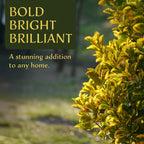 3 Golden Euonymus Shrubs | Live Plants in 2.5-inch Nursery Cubes | Japonica ‘Aureo-Marginatus’ Variety | Easy-Care Evergreen | Variegated Yellow-Green Foliage | Hedges & Shrubs for Home & Garden