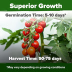 HOME GROWN Large Red Cherry Tomato Seeds 2 Pack (Solanum lycopersicum) - Approx.1000 Non-GMO Heirloom Tomato Seeds for Planting Vegetable Seeds for Homesteading, Sustainable Living, and Home Gardening
