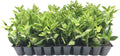 Ligustrum Waxleaf Privet - 3 Live Plants 2" Pot Size - Evergreen Privacy Hedge