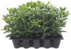 Burfordi Holly | 3 Live Plants | Ilex Cornuta | Fast Growing Evergreen Shrubs, Privacy Hedge Plants, Dark Green Foliage, Low Maintenance Landscaping, Ideal for Hedges and Borders