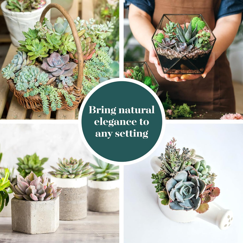 Shop Succulents Pastel Succulent Plant Pack Collection - Live Mini Succulent Plants, Low Maintenance, Bright & Serene Colors & Textures - Wedding and Party Favors, Gift & Garden, Pack of 4