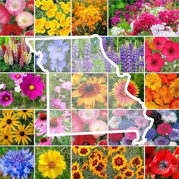 Eden Brothers Missouri Wildflower Mixed Seeds for Planting, 1 oz, 30,000+ Seeds with Lupine, Coreopsis | Attracts Pollinators, Plant in Spring or Fall, Zones
