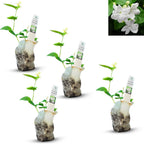Arabian Jasmine (Jasminum Sambac) - Live, Fragrant, Blooming, Indoor/Outdoor Decorative Plant (4 Arab jas sacs)