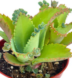 Live Succulent 4" Mother of Thousands, Succulents Plants Live Fully Rooted House Plant for Home Office Decoration, DIY Projects by The Succulent Cult