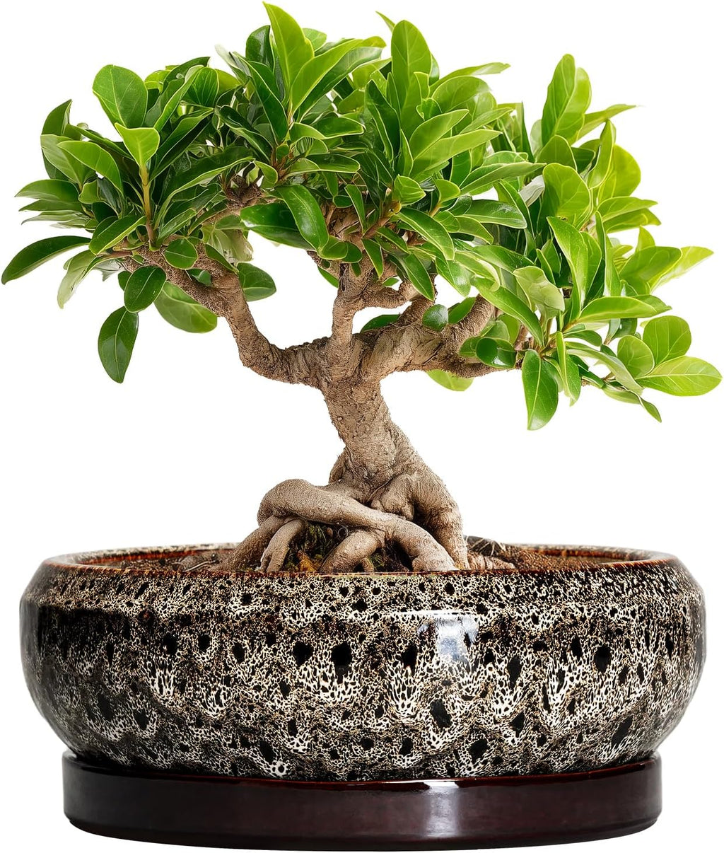 Bonsai Pots - 8 Inch Ceramic Pots for Plants with Drainage Hole and Saucer, Round Succulent Pot, Bonsai Planters Indoor Outdoor, Shallow Planter Bowl, Patio Decor, Gardening Gift, White