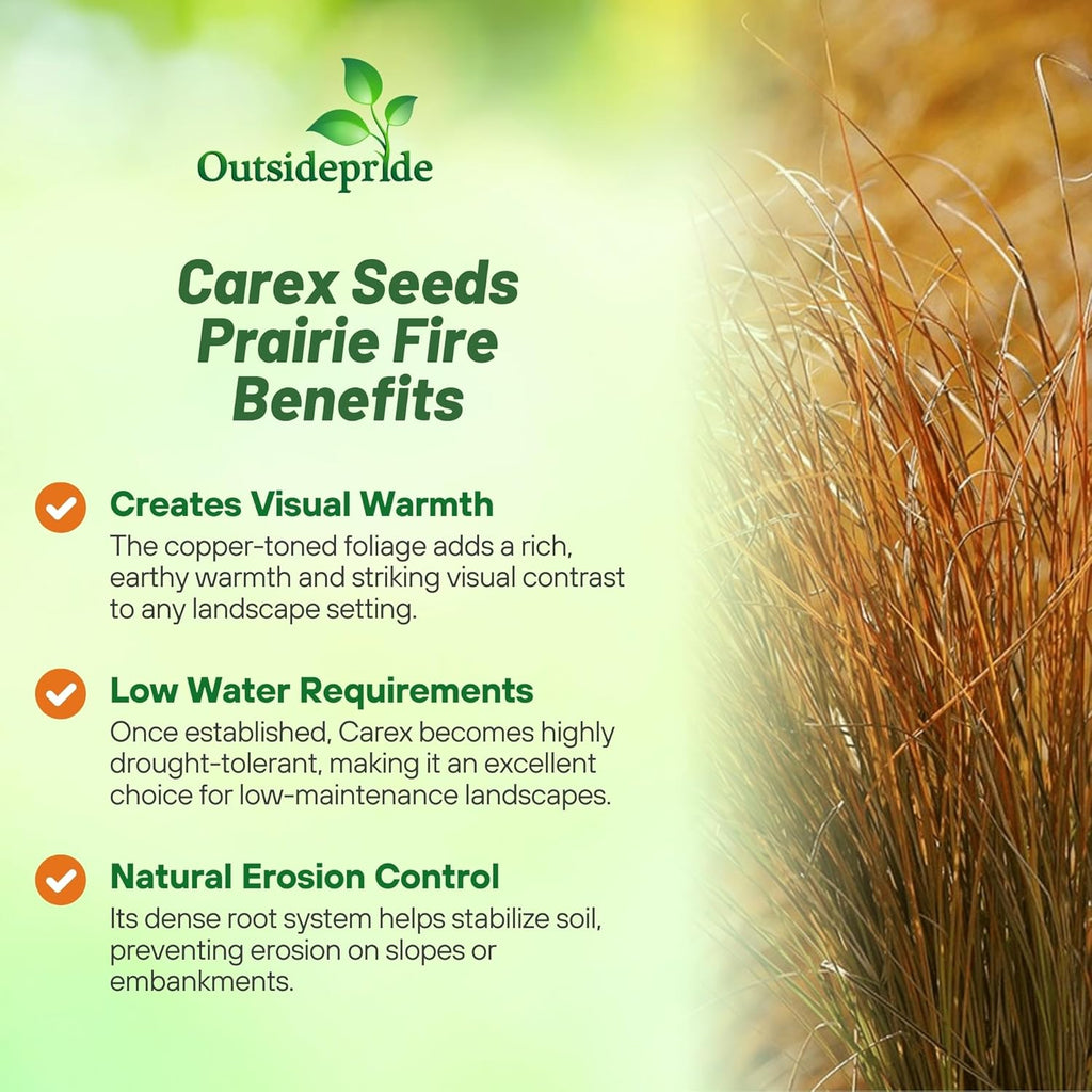 Outsidepride Carex Prairie Fire Ornamental Grass Seed – 200 Pcs. Perennial, Low-Maintenance, Drought-Tolerant Grass Seeds with Low Growing Foliage for Borders, Ground Covers, & Outdoor Living Spaces