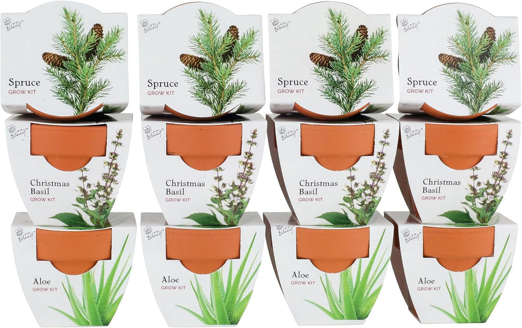 BUZZY Seeds Radiant Collection Grow Kits, 12-Pack Mini Terracotta Pots with Aloe, Christmas Basil, and Spruce Seed Packs,All-in-One Starter Set for All Ages, Gardening Gifts, Stocking Stuffers