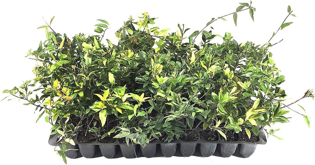 Carolina Jasmine | 10 Live Plants | Gelsemium Sempervirens | Fragrant Yellow Blooms, Evergreen Vine, Low Maintenance, Fast Growing, Climbing, Attracts Pollinators, Garden Trellis