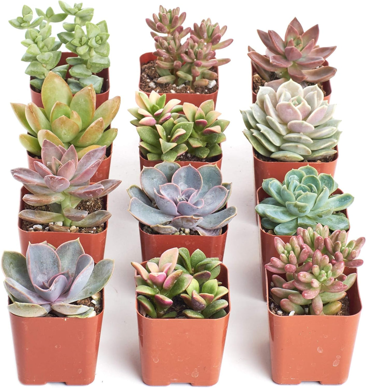 Shop Succulents Mini Succulent Plant Pack Collection - Live 2" Succulent Plants, Low Maintenance, Beautiful Colors & Textures - Wedding and Party Favors, Gift & Garden, Pack of 12