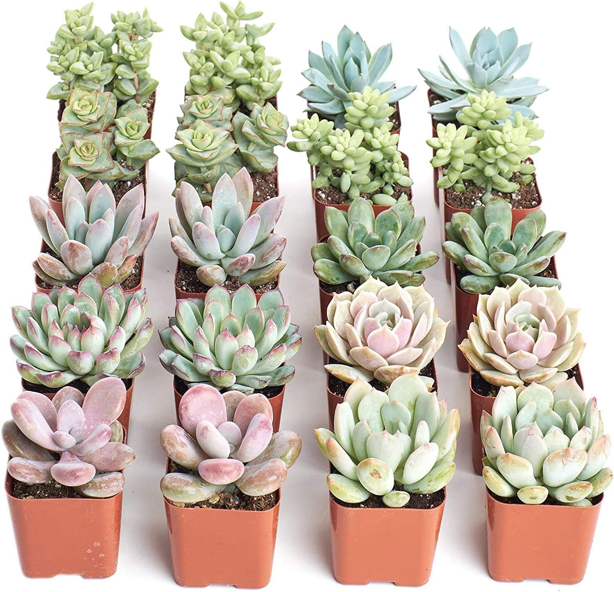 Shop Succulents Pastel Succulent Plant Pack Bulk Collection - Live Mini Succulent Plants, Low Maintenance, Bright & Serene Colors & Textures - Wedding and Party Favors, Gift & Garden, Pack of 20