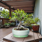 Bonsai Pots - 13 Inch Ceramic Succulent Pots for Indoor Outdoor, Large Shallow Planter with Drainage Hole and Saucer, Round Flower Succulent Planter, Patio Decor, Gifts for Women, Green