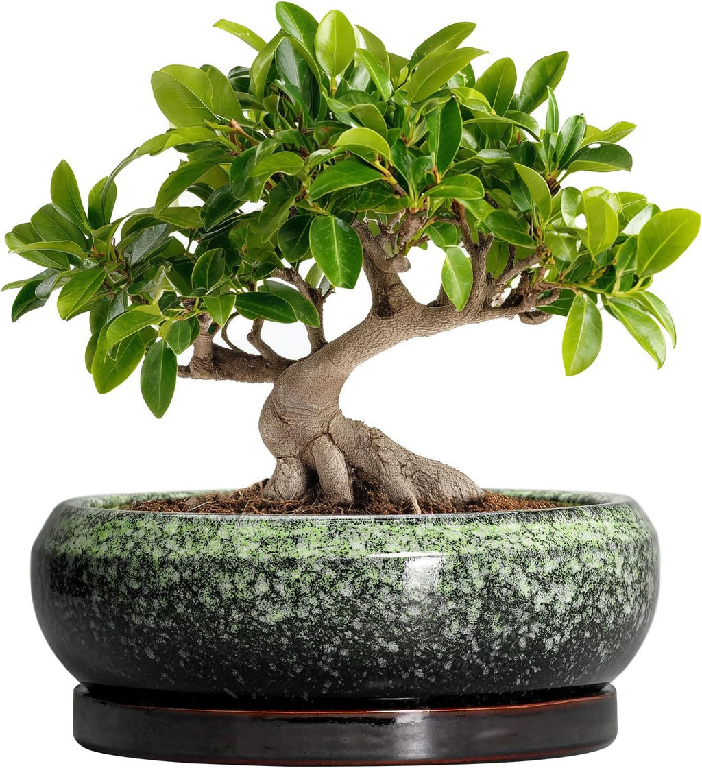 Bonsai Pots 10 Inch - Ceramic Pots for Plants Indoor Outdoor, Succulent Pot with Drainage Hole and Saucer, Large Bonsai Planter, Round Shallow Planter, Office Decor, Gardening Gift, Green