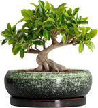Bonsai Pots 10 Inch - Ceramic Pots for Plants Indoor Outdoor, Succulent Pot with Drainage Hole and Saucer, Large Bonsai Planter, Round Shallow Planter, Office Decor, Gardening Gift, Green