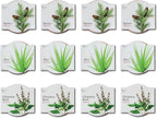 BUZZY Seeds Radiant Collection Grow Kits, 12-Pack Mini Terracotta Pots with Aloe, Christmas Basil, and Spruce Seed Packs,All-in-One Starter Set for All Ages, Gardening Gifts, Stocking Stuffers