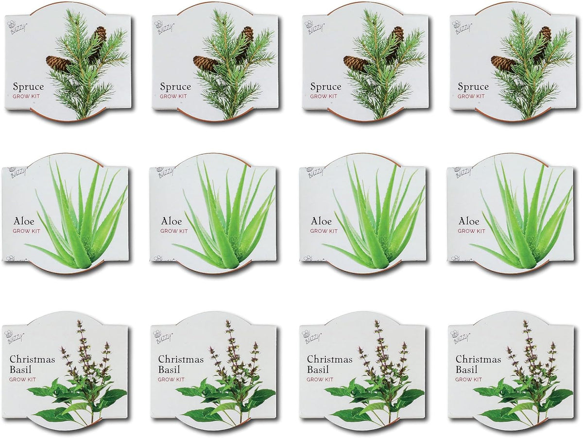 BUZZY Seeds Radiant Collection Grow Kits, 12-Pack Mini Terracotta Pots with Aloe, Christmas Basil, and Spruce Seed Packs,All-in-One Starter Set for All Ages, Gardening Gifts, Stocking Stuffers