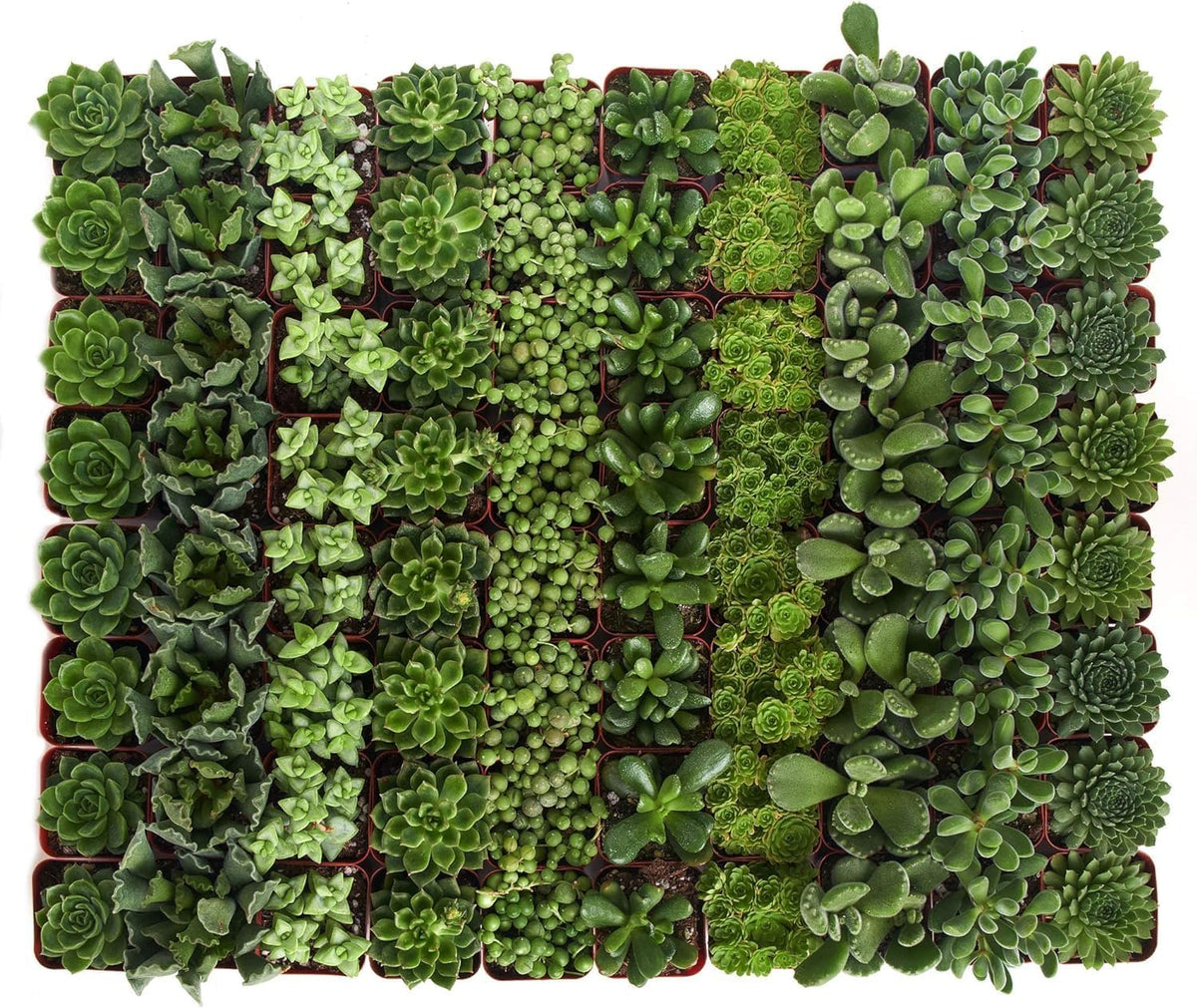 Shop Succulents Verde Succulent Plant Pack Bulk Collection - Live Mini Succulent Plants, Low Maintenance, Mix of Green Succulents & Textures - Wedding and Party Favors, Gift & Garden, Pack of 100