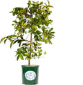 Fairy Magnolia Tree Fragrant Blush Flowering Evergreen Shrub for Landscaping, Hedges and Gardens, Fast Growing Outdoor Plant, Spring Blooming Magnolia for Gardeners, Can't Ship to AK, CA, HI, PR