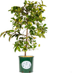 Fairy Magnolia Tree Fragrant Blush Flowering Evergreen Shrub for Landscaping, Hedges and Gardens, Fast Growing Outdoor Plant, Spring Blooming Magnolia for Gardeners, Can't Ship to AK, CA, HI, PR