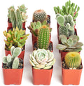 Shop Succulents Premium Live Mini Cactus and Succulent Plants in 2" Pots, Easy Care Indoor or Outdoor Gardening, Terrariums, Favors, & Contemporary Spaces with Hardy, Resilient Varieties, Pack of 12