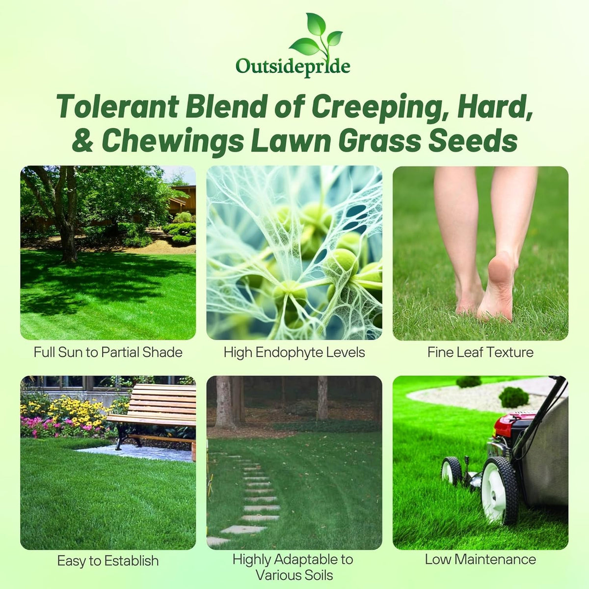 Outsidepride Legacy Fine Fescue Grass Seed Mix - 5 lbs. Shade & Sun Tolerant Blend of Hard Fescue, Chewings Fescue & Creeping Red Fescue with OptiGrowth Coating for Better Establishment