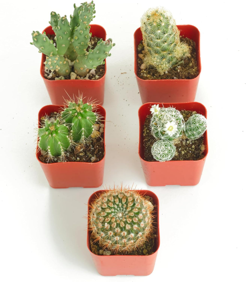 Shop Succulents | Can't Touch This Collection | Assortment of Hand Selected, Fully Rooted Live Indoor Cacti Plants, 5-Pack