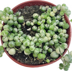 Live Succulent 4" Variegated String of Pearls, Succulents Plants Live, Succulent Plants Fully Rooted Hanging House Plant for Home Office Decoration, DIY Projects Party Favor Gift by The Succulent Cult
