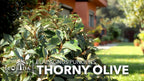 Elaeagnus Pungens I 10 Live Plants I Thorny Olive I Hardy Evergreen Shrub with Fragrant Blooms, Perfect for Hedges, Screening & Ornamental Garden Display