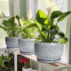 SQOWL 8 inch Plant Pot - Ceramic Planter with Drainage Hole and Saucer, Round Flower Pot for Indoor Plants, Decorative Planter Outdoor, Patio Balcony Decor, House Warming Gifts, Black and White